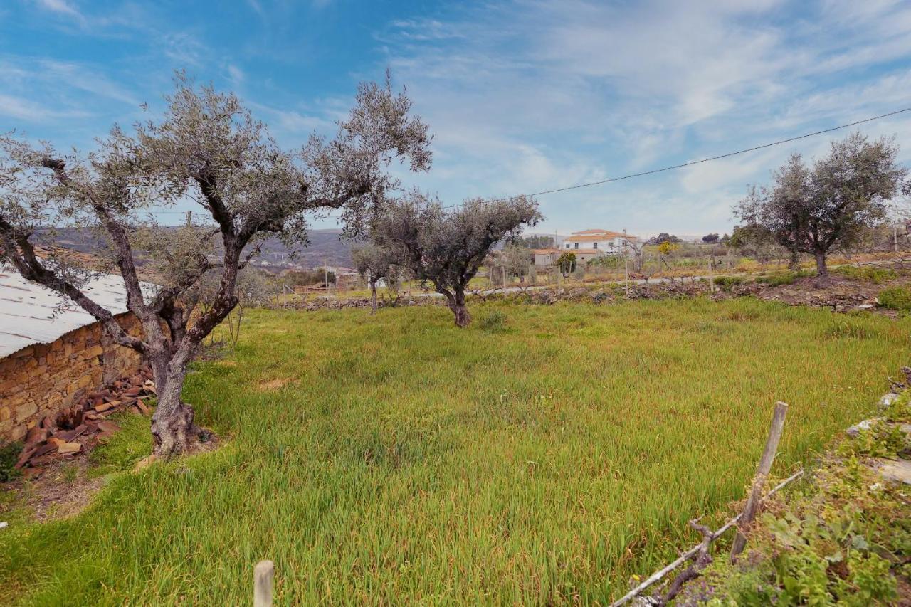 Pomar Das Oliveiras - Private Swimming Pool - Free Ev Chrg - Pet Friendly Carvalhal  외부 사진